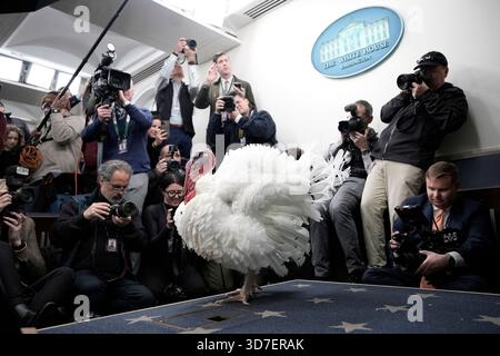Washington, États-Unis. 25 novembre 2025. Actualités des photographes prennent des photos de la Turquie de Thanksgiving National dans la salle de briefing avant la cérémonie de grâce du président Donald Trump à la Maison Blanche à Washington le 25 novembre 2025. Photo de Yuri Gripas/ABACAPRESS.COM crédit : Abaca Press/Alamy Live News Banque D'Images