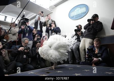 Washington, États-Unis. 25 novembre 2025. Actualités des photographes prennent des photos de la Turquie de Thanksgiving National dans la salle de briefing avant la cérémonie de grâce du président Donald Trump à la Maison Blanche à Washington le 25 novembre 2025. Photo de Yuri Gripas/ABACAPRESS.COM crédit : Abaca Press/Alamy Live News Banque D'Images