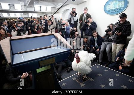 Washington, États-Unis. 25 novembre 2025. Actualités des photographes prennent des photos de la Turquie de Thanksgiving National dans la salle de briefing avant la cérémonie de grâce du président Donald Trump à la Maison Blanche à Washington le 25 novembre 2025. Photo de Yuri Gripas/ABACAPRESS.COM crédit : Abaca Press/Alamy Live News Banque D'Images