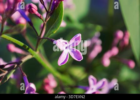 Gros plan d'une fleur de lilas violette fleurie Banque D'Images