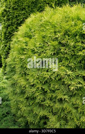 Cèdre blanc du Nord Thuja occidentalis 'Waterfield' Banque D'Images
