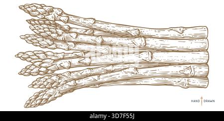 Asperges, croquis végétal biologique Illustration de Vecteur