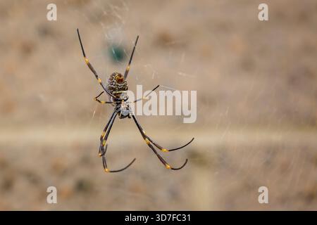 Gros plan d'une araignée tisserand orbe dorée suspendue dans la toile à Brooklyn, NSW, Australie Banque D'Images