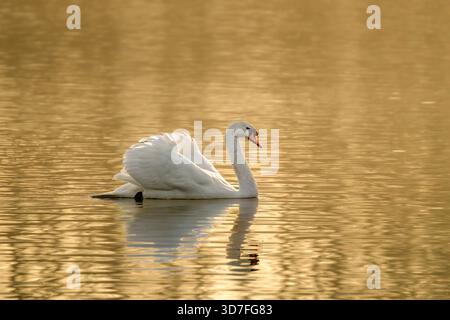 Muet Swan au lever du soleil au début de l'heure dorée à Chew Valley Lake, North Somerset, Royaume-Uni Banque D'Images