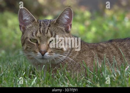 Tabby Chat Portrait regardant directement la caméra, couché dans Green Grass Banque D'Images