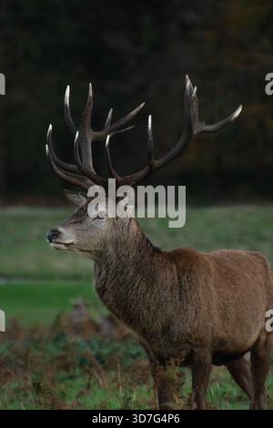 Cerf rouge mûr, en novembre, avec bois mûrs, Richmond Park, Londres. Faune urbaine. Faune londonienne. Automne. Banque D'Images