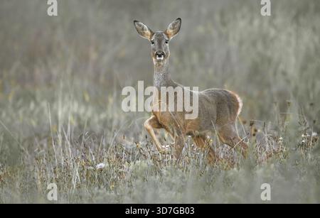 Gros plan d'un chevreuil biche (Capreolus Capreolus) marchant dans un pré et regardant dans la caméra, couleurs pastel, horizontales Banque D'Images