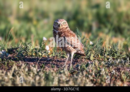 Hibou des terriers (Athene cunicularia) dans le parc national des Badlands, Dakota du Sud Banque D'Images