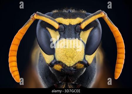 Gros plan du visage d'une guêpe avec des marques orange et noires. Le visage de la guêpe est le foyer principal de l'image, et les marques orange sur son visage font i Banque D'Images