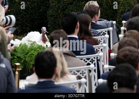Washington, DC, États-Unis. 25 novembre 2025. Gobble la dinde, lors de la cérémonie nationale de grâce de dinde dans la roseraie de la Maison Blanche à Washington, DC, USA, le mardi 25 novembre, 2025. crédit : Mattie Neretin/CNP/dpa/Alamy Live News Banque D'Images