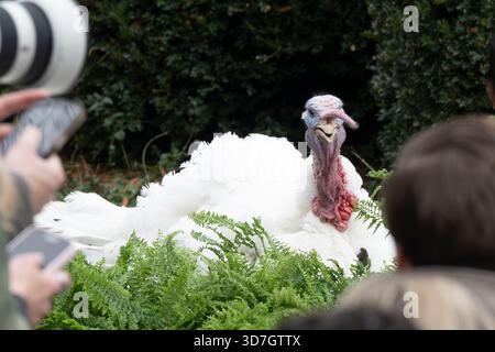 Washington, DC, États-Unis. 25 novembre 2025. Gobble la dinde, lors de la cérémonie nationale de grâce de dinde dans la roseraie de la Maison Blanche à Washington, DC, USA, le mardi 25 novembre, 2025. crédit : Mattie Neretin/CNP/dpa/Alamy Live News Banque D'Images