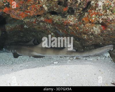 Un requin bambou à bandes brunes (Chiloscyllium punctatum) repose dans une grotte sablonneuse. SD Dive site, Nusa Ceningan, Nusa Penida, Bali, Indonésie Banque D'Images