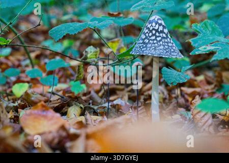 Une longue tige pâle soulève une casquette sombre parsemée de taches blanches comme un avertissement, le look frappant rappelle une amanita toxique et le meilleur choix dans le domaine Banque D'Images