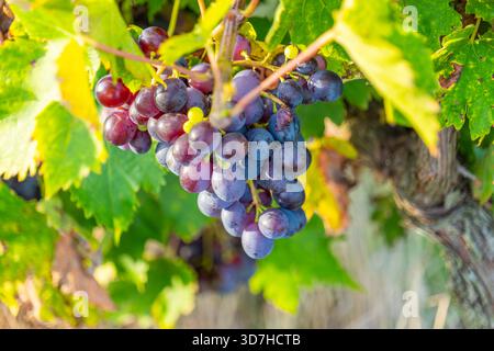 Vue rapprochée d'un bouquet coloré de raisins rouges et violets mûrs par une journée ensoleillée dans le vignoble. Représente la maturation, la culture du raisin et le transit Banque D'Images
