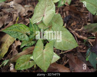 Un gros plan saisissant des grandes feuilles vibrantes et à motifs d'un caladium (souvent connu sous le nom de « Angel Wings » ou « Heart of Jesus »). Banque D'Images