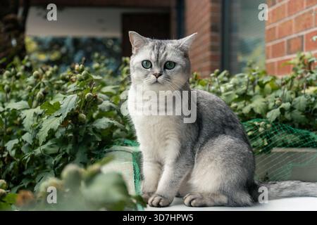 Élégant chat gris avec des yeux verts frappants est assis majestueusement à l'extérieur à la lumière du jour. Hamilton, ON Banque D'Images