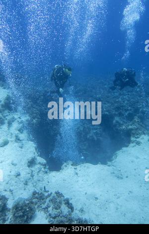 Deux plongeurs avec l'équipement sur le récif corallien coloré sur le fond de la mer tropicale à grande profondeur, paysage terrestre sous-marin. Vue sur le célèbre canyon Banque D'Images