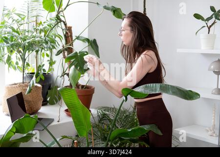 Une jeune femme aux cheveux longs, portant un haut brun et des leggings, dépoussière les feuilles des plantes d'intérieur. Prendre soin de longues plantes vertes en pot à la maison. Banque D'Images