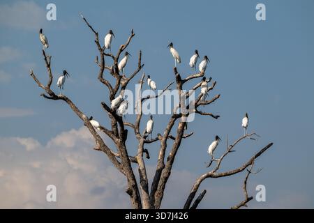 Cigogne des bois, Mycteria americana, perchée dans un arbre. Banque D'Images