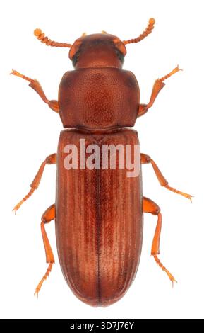 Adulte de coléoptère de la farine confus, Tribolium confusum, un type de coléoptère noir connu sous le nom de coléoptère de la farine, est un insecte nuisible commun connu dans le monde entier Banque D'Images
