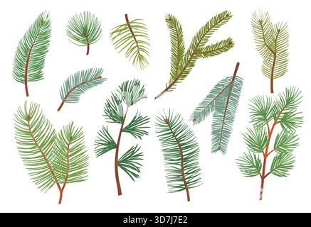 Branches de pin de dessin animé. Différents types de conifères, épicéa, sapin et cèdre, éléments botaniques décoratifs de Noël du nouvel an, vacances d'hiver Illustration de Vecteur