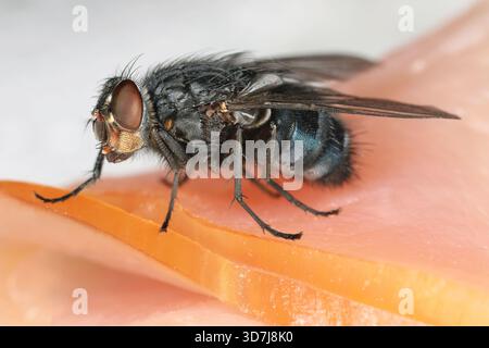Calliphora vicina un membre de la famille des Calliphoridae, qui comprend les mouches à souffler et les mouches à bouteille. Un insecte sur la viande salée. Banque D'Images