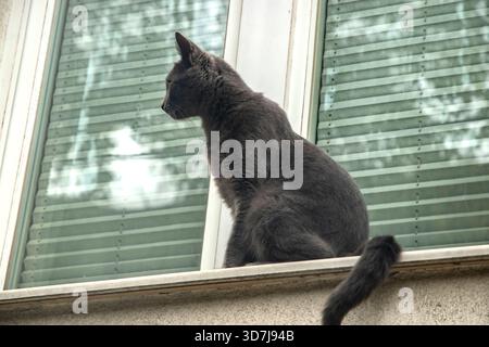 Gros plan d'un superbe chat de type bleu russe assis sur le rebord de la fenêtre d'un appartement en ville. Banque D'Images