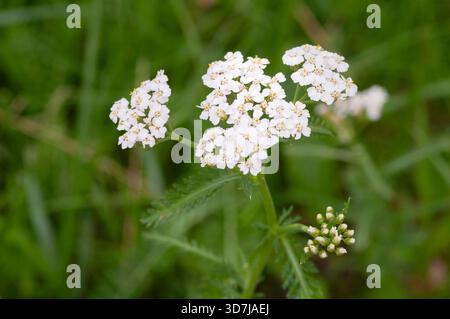 Noble Yarrow, Achillea Nobilis Banque D'Images