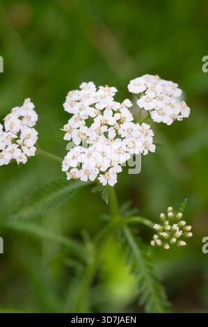 Noble Yarrow, Achillea Nobilis Banque D'Images