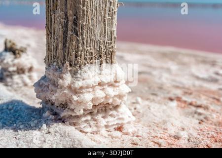Un paysage calme et paisible d'un lac salé rose avec des bâtons de bois recouverts de sel en Crimée. Extraction de sel organique de texture minérale dans la la Banque D'Images