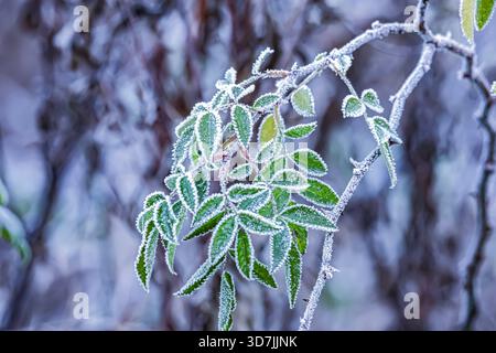 Gros plan de la branche de la hanche rose avec des feuilles couvertes de gel sur un fond flou. Banque D'Images