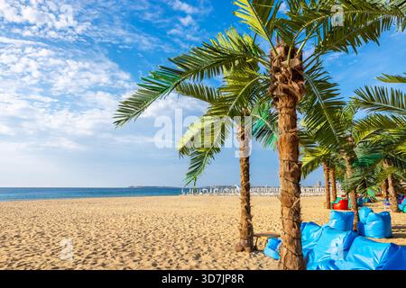 Palmiers et chaises douces sur le sable doré de Sunny Beach. Bulgarie Banque D'Images