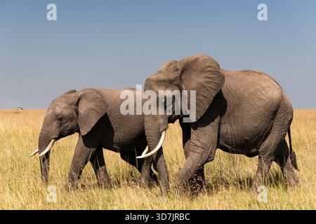 Un troupeau/famille d'éléphants dans la réserve naturelle du Masai Mara au Kenya Banque D'Images