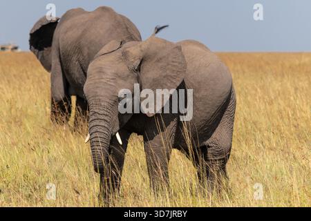 Un troupeau/famille d'éléphants dans la réserve naturelle du Masai Mara au Kenya Banque D'Images