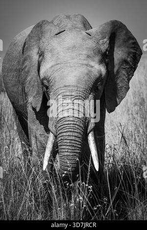 Un troupeau/famille d'éléphants dans la réserve naturelle du Masai Mara au Kenya Banque D'Images