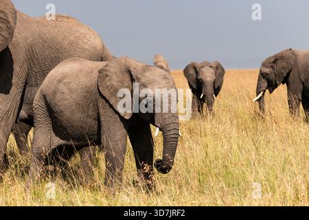 Un troupeau/famille d'éléphants dans la réserve naturelle du Masai Mara au Kenya Banque D'Images