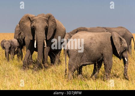 Un troupeau/famille d'éléphants dans la réserve naturelle du Masai Mara au Kenya Banque D'Images