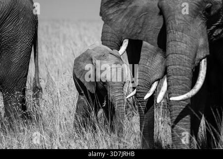 Un troupeau/famille d'éléphants dans la réserve naturelle du Masai Mara au Kenya Banque D'Images