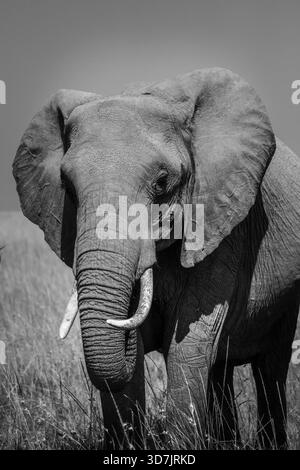 Un troupeau/famille d'éléphants dans la réserve naturelle du Masai Mara au Kenya Banque D'Images