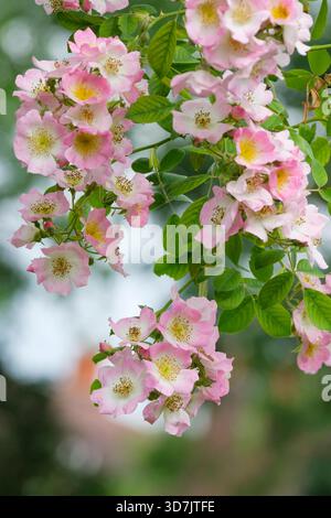 Rose Kew Rambler, Rosa Kew Rambler, fleurs simples roses moyennes avec étamines dorées, oeil blanc central Banque D'Images