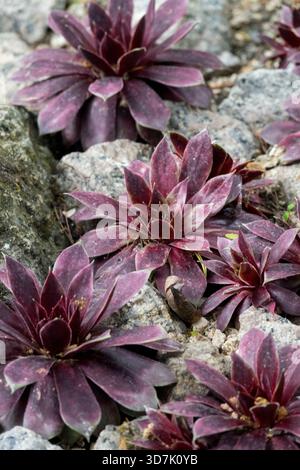 Rosettes de maison violettes profondes, Sempervivum tectorum poussant dans un jardin de rocaille ensoleillé Banque D'Images