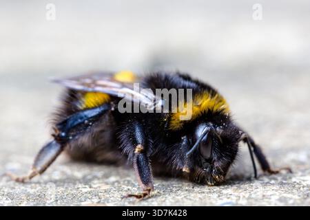 Une photo macro détaillée capture un bourdon à queue floue (Bombus terrestris) reposant sur un sol accidenté. Le jaune et le noir frappants Banque D'Images