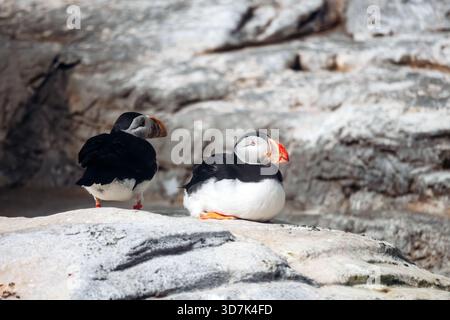 Deux macareux reposant sur des rochers à l'intérieur d'une enceinte de zoo Banque D'Images