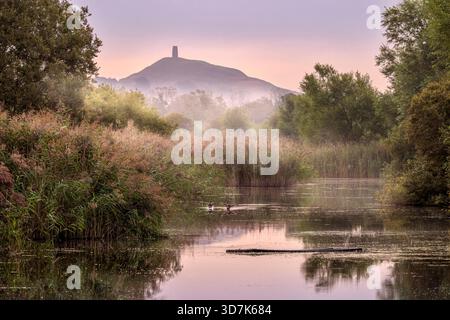 Glastonbury Tor au lever du soleil vu à travers les zones humides brumeuses sur les niveaux du Somerset, avec des canards colverts atterrissant sur l'eau calme, Somerset, Royaume-Uni. Banque D'Images