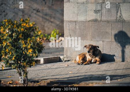 Un chien est allongé sur le trottoir devant un mur de briques. Le chien est brun et a un nez noir. Le chien est allongé sur le sol et ne bouge pas Banque D'Images