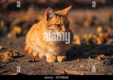 Un chat est assis par terre dans une cour. Le chat est orange et a un motif rayé Banque D'Images