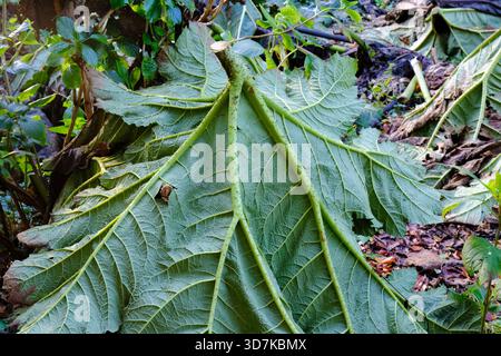 Les feuilles coupées de rhubarbe géant, Gunnera, Gunnera x Cryptica protégeant les plantes des dommages dus au gel - John Gollop Banque D'Images
