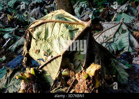Les feuilles coupées de rhubarbe géant, Gunnera, Gunnera x Cryptica protégeant les plantes des dommages dus au gel - John Gollop Banque D'Images