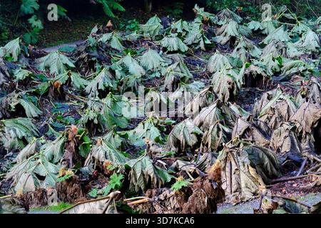 Les feuilles coupées de rhubarbe géant, Gunnera, Gunnera x Cryptica protégeant les plantes des dommages dus au gel - John Gollop Banque D'Images