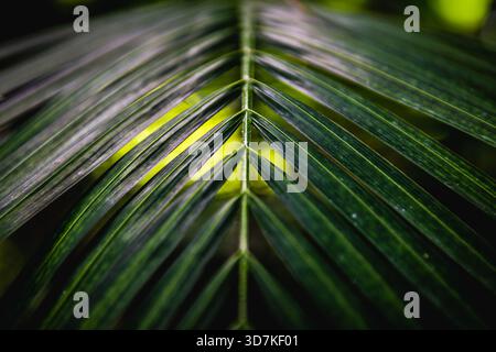 Gros plan macro de feuille de palmier vert montrant une texture détaillée et des motifs veineux Banque D'Images